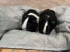 Willow and Maple