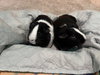 Willow and Maple