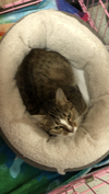 Cleo