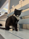 Figaro