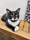 Figaro