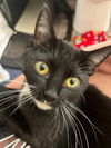 Sasha - Must Apply in Person