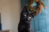 Captain Purrcard (PS)