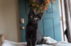 Captain Purrcard