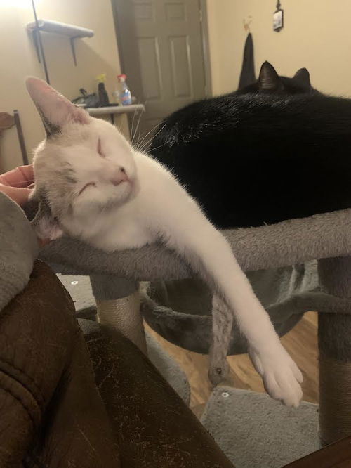 Tripod