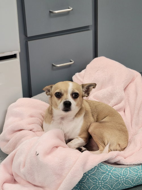 Sophie