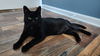 Moose Cat -Must Apply In Person!