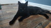 Moose Cat