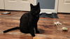 Moose Cat