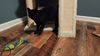 Moose Cat