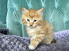 Clay Aiken