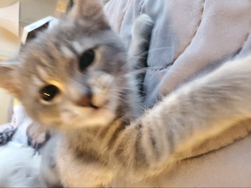 Monty