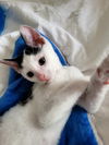 Tiny Tim