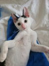 Tiny Tim