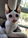 Tiny Tim