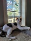 Tiny Tim