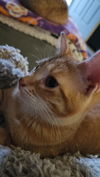 Maggie