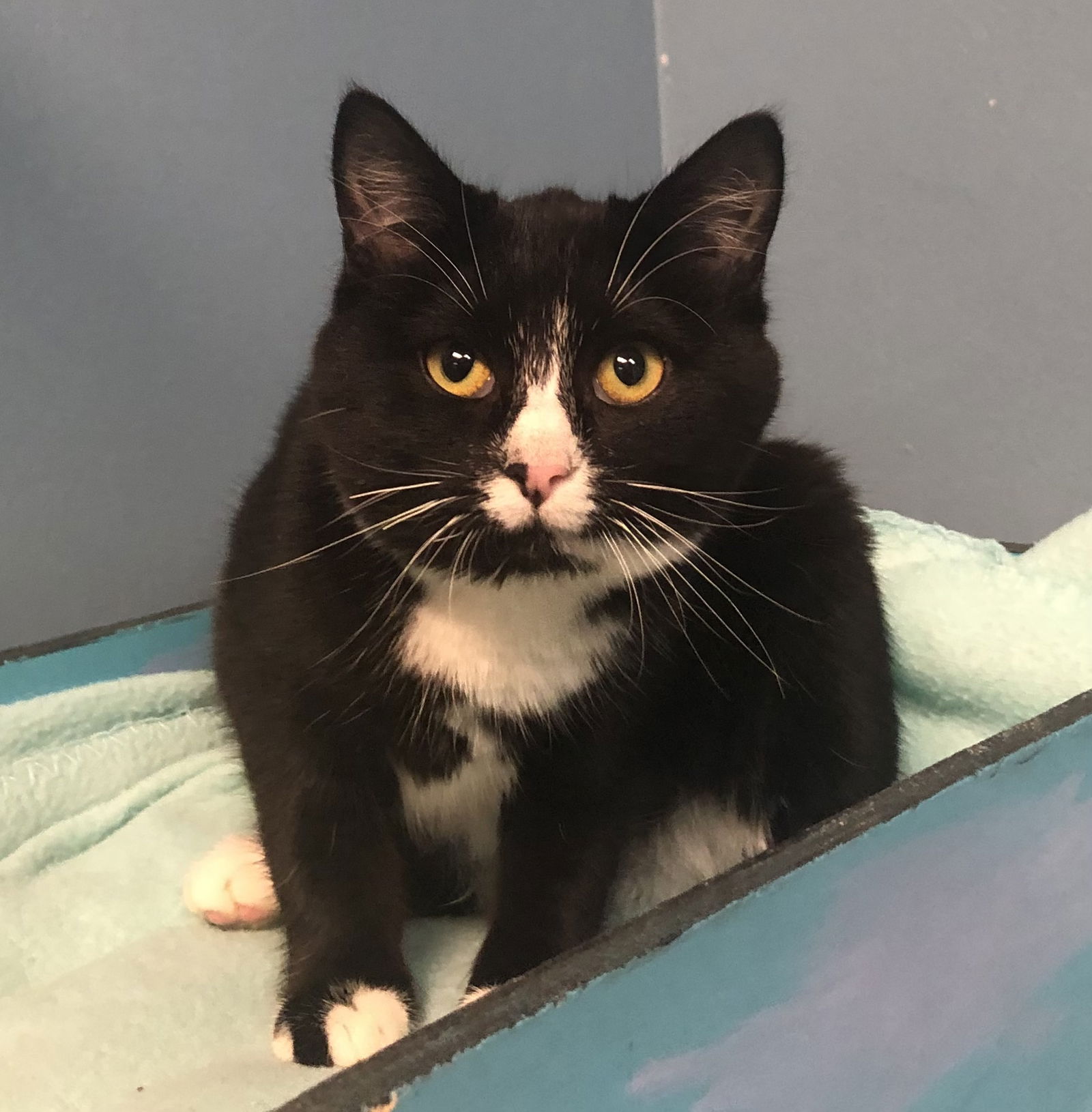 adoptable Cat in Georgetown, KY named Zelda