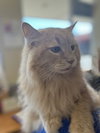 Mister Gracey