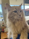Mister Gracey