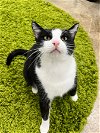 adoptable Cat in georgetown, KY named Gaia - Must Apply in Person