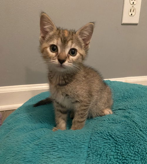 Juniper