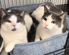 adoptable Cat in , KY named Nathan- Must Apply in Person