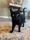Tux