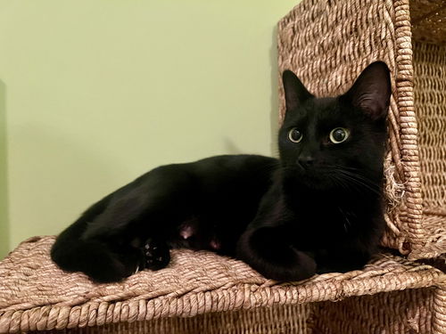 Isabella