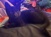 Gremlin