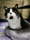 adoptable Cat in , KY named Heart