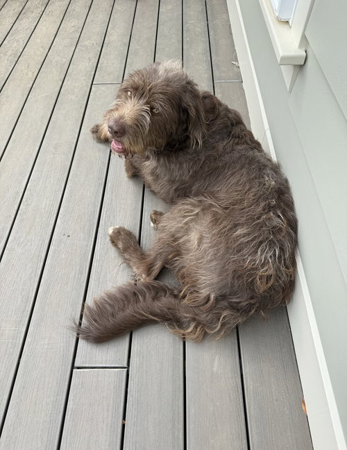 Moose