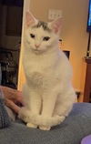 Smudge