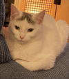 Smudge
