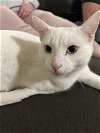 adoptable Cat in georgetown, KY named Gabriel