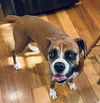 Millie