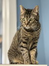 Gertie