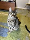 adoptable Cat in georgetown, KY named Gertie - Must Apply in Person