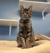 adoptable Cat in , KY named Gertie