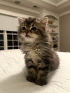 Fluffy Kitten