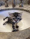 Fluffy Kitten