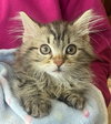 Fluffy Kitten