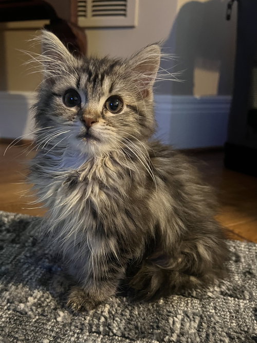 Fluffy Kitten
