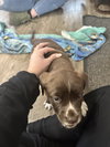 Molly