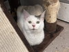 Squeak