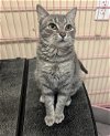 adoptable Cat in georgetown, KY named Julie