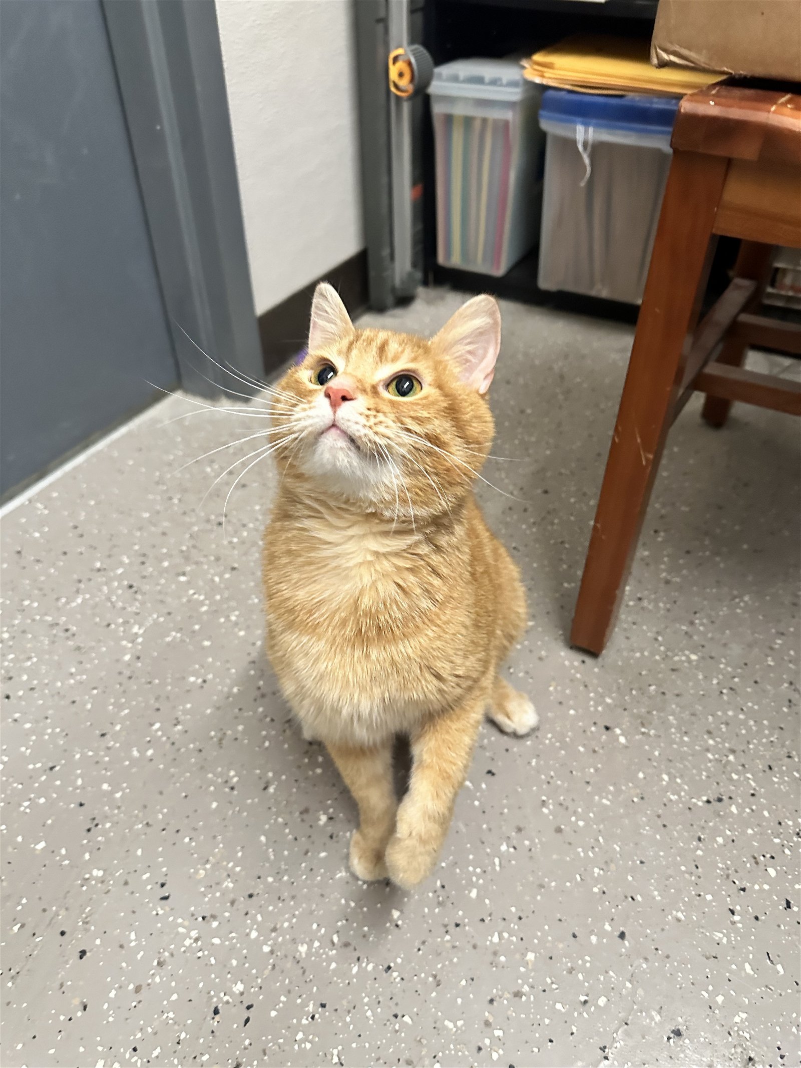 adoptable Cat in Georgetown, KY named Mr. Maybell