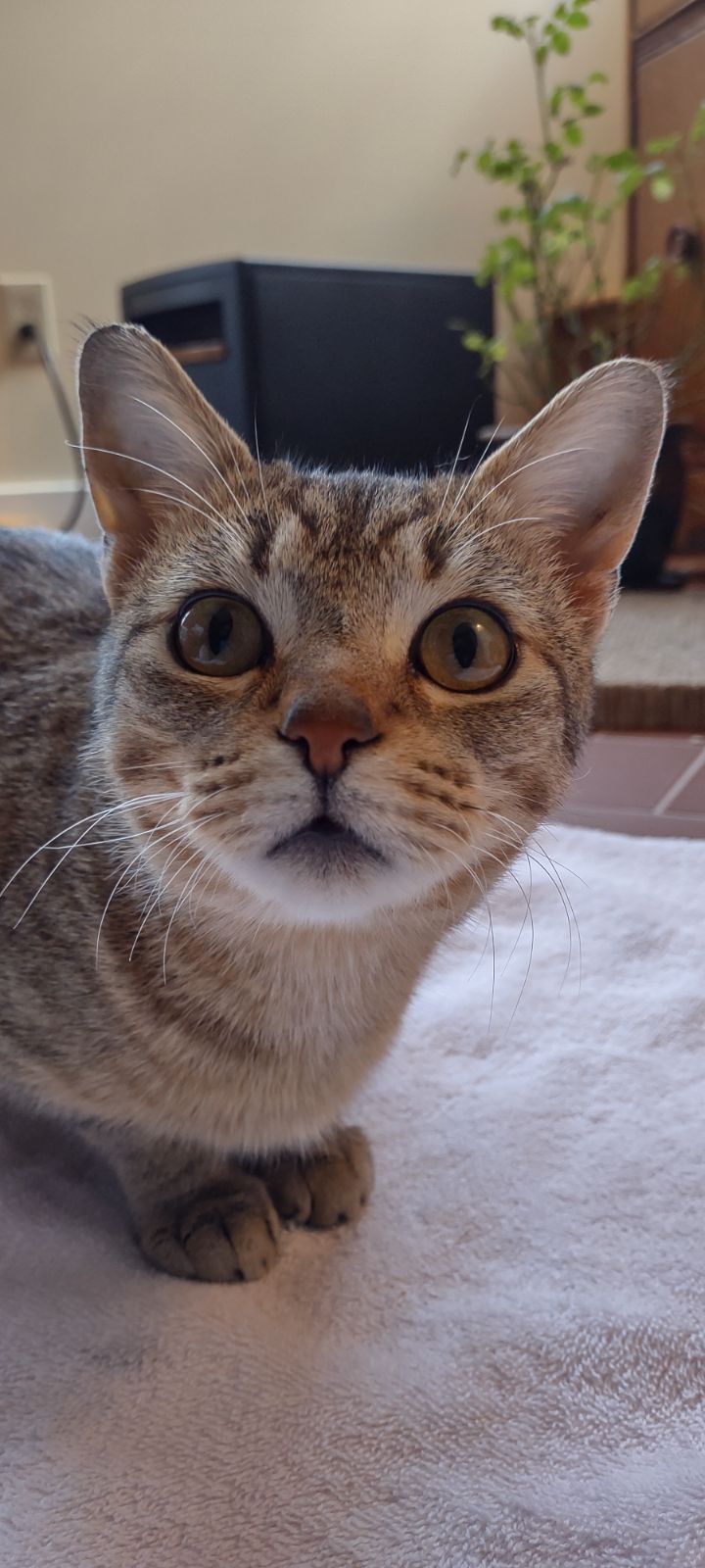 adoptable Cat in Georgetown, KY named Shelly Bean