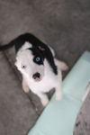 Ella