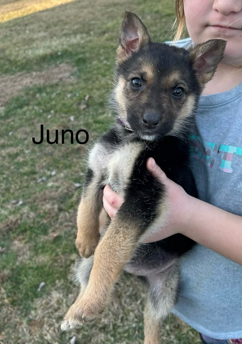 Juno
